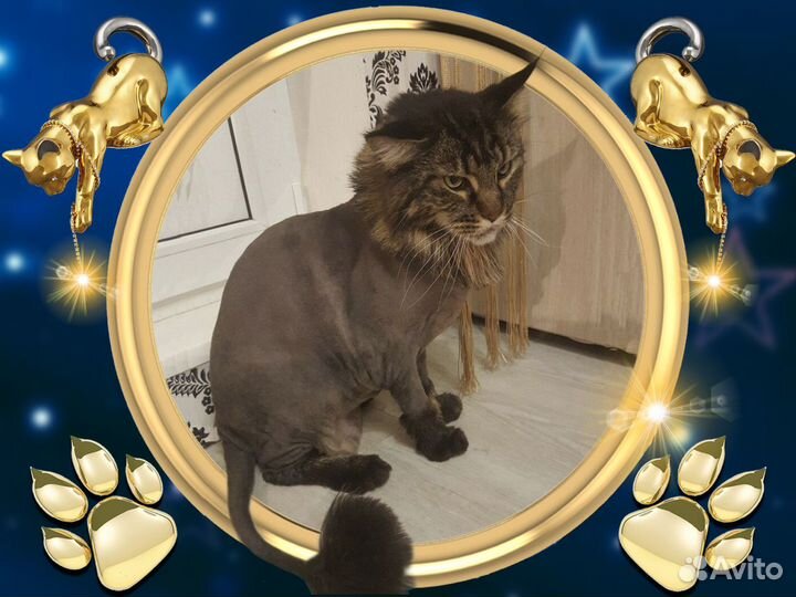 Стрижка кошек Экспресс-линька