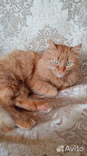 В добрые руки