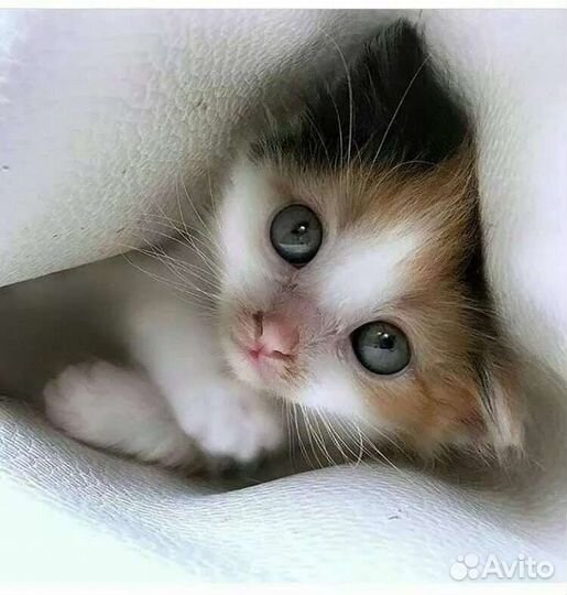 Мимимишные крошки котятки в добрые руки