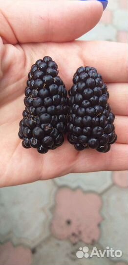 Ежевика саженцы