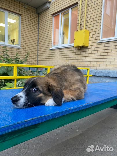 Щенки дворняжки