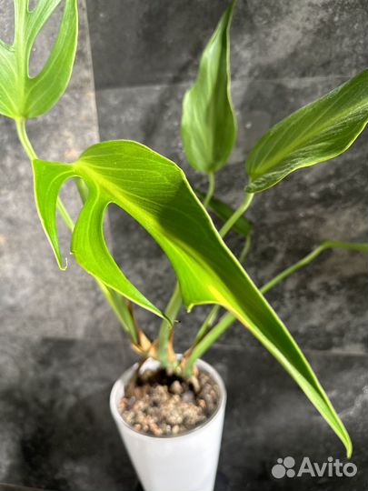 Монстера burle marx flame