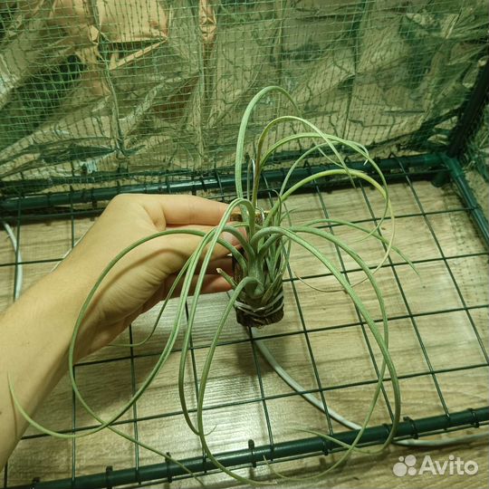 Тилландсия Tillandsia