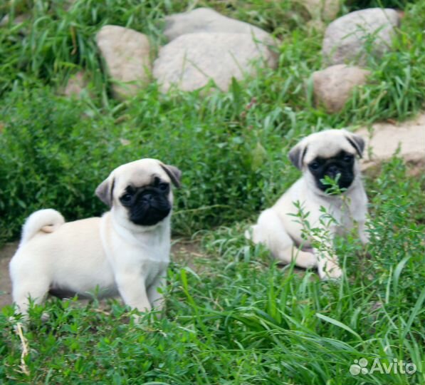 Щенки мопса
