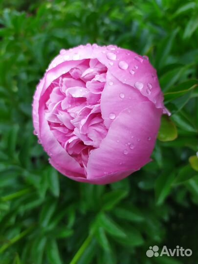 Пион розовый саженцы