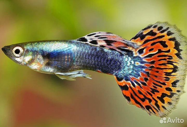 Рыбки гуппи