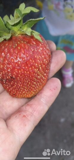 Саженцы клубники