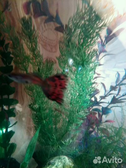 Рыбки гуппи молодежь