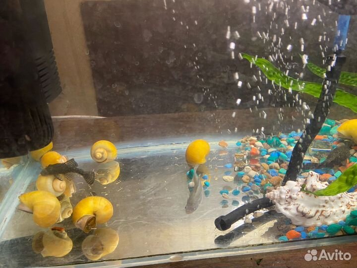 Аквариум