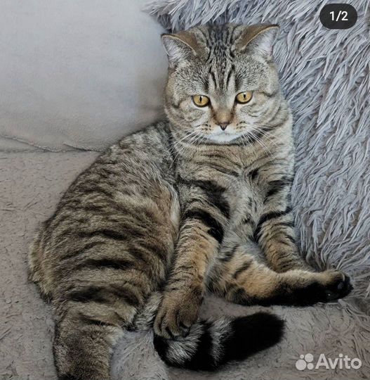 Бесплатно кот на вязку шотландский прямоухий