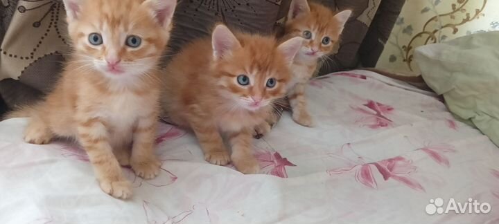 Отдам в добрые руки