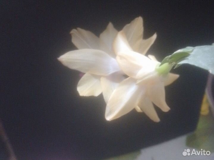 Цветы комнатные