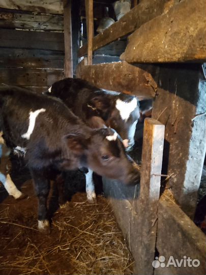 Телята телочки