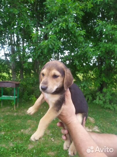 Продажа русских гончих