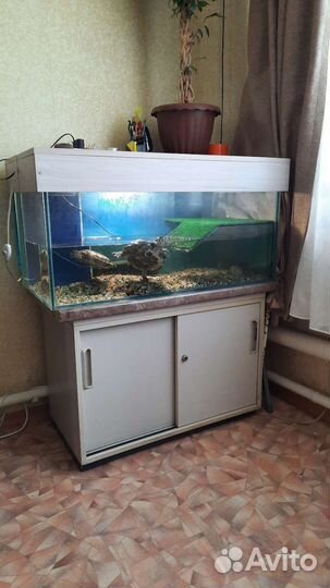 Аквариум с черепахами