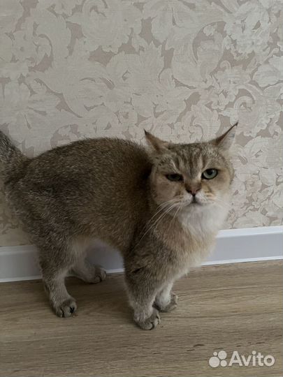 Персидская кошечка, Ксюша