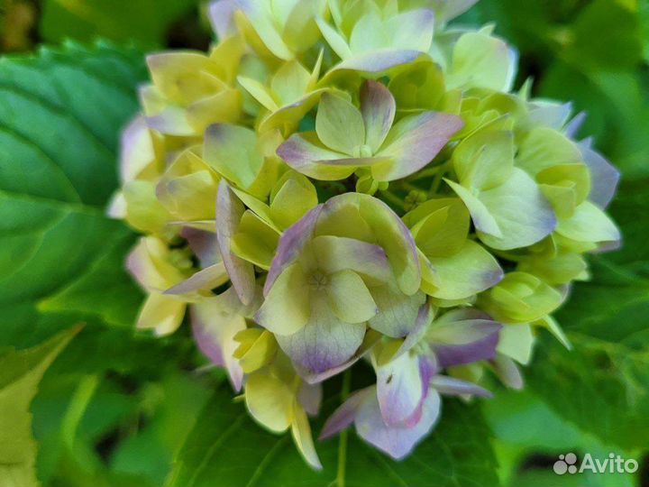 Гортензия Бесконечное лето