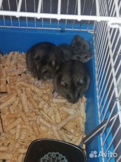 Джунгарские хомячки