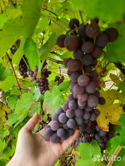 Саженцы винограда