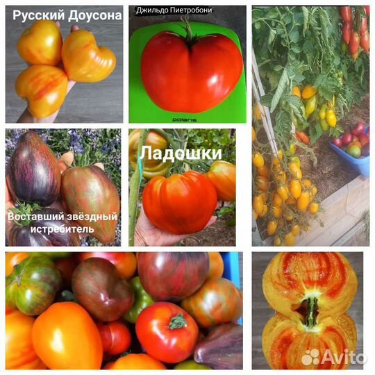 Семена томатов