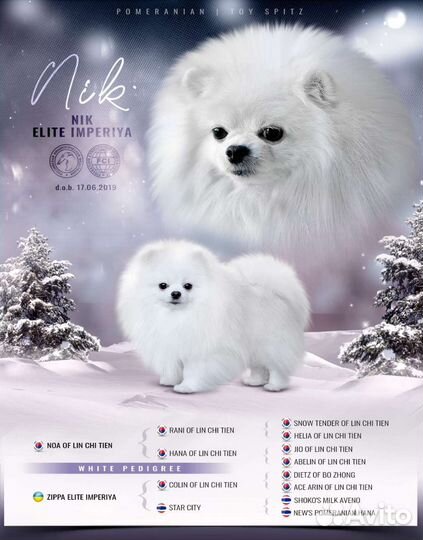 Белый померанский шпиц мальчик