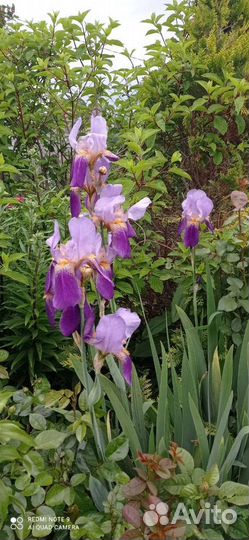 Ирис