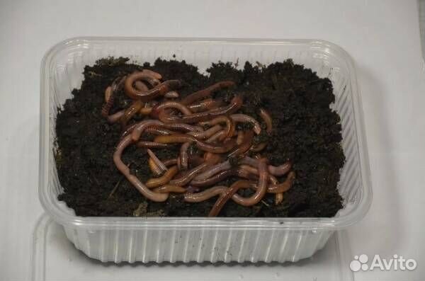 Червь калифорнийский