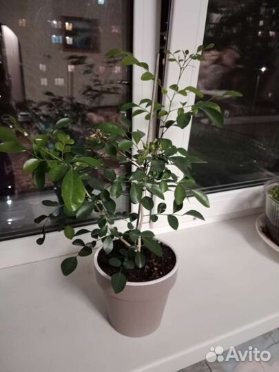 Мурайя взрослое растение