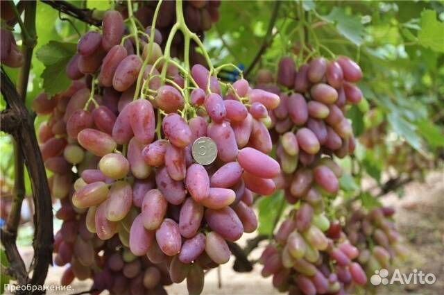 Саженцы виноград