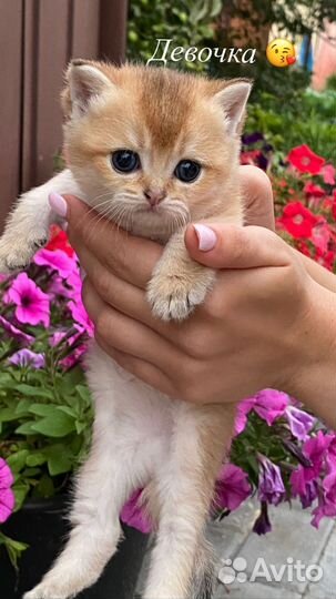 Котята золотая шиншилла