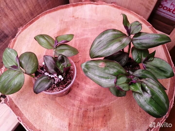 Комнатные растения / традесканция