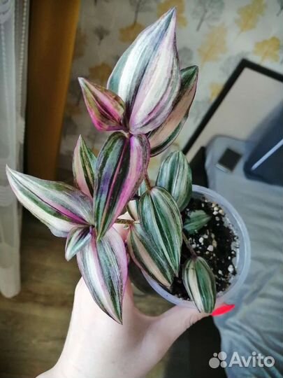 Традесканция зебрина сортовая