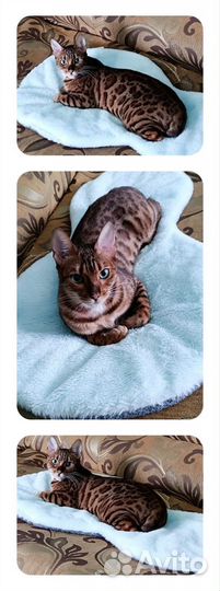 Бенгальская кошка в добрые руки