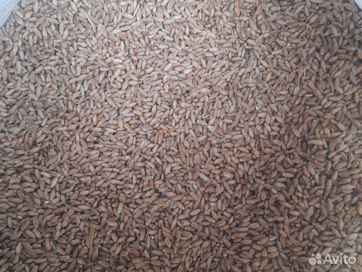 Пшеница тритекалий