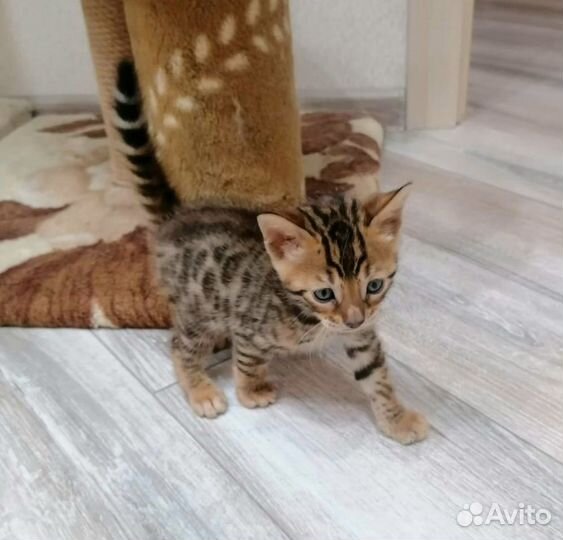 Бенгальские котята