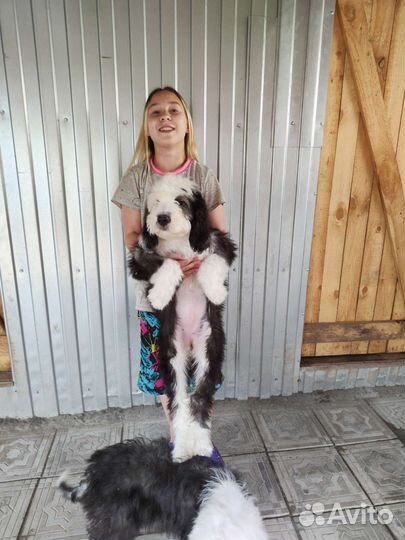 Бобтейл щенки