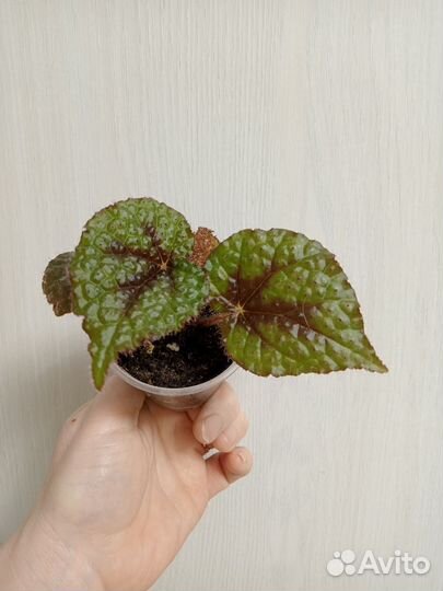 Декабрист белый. Бегония Мэсона