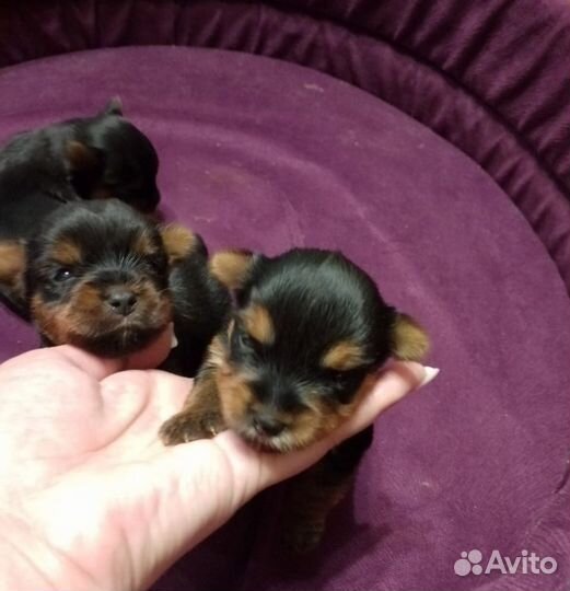 Йоркширский терьер мини щенки