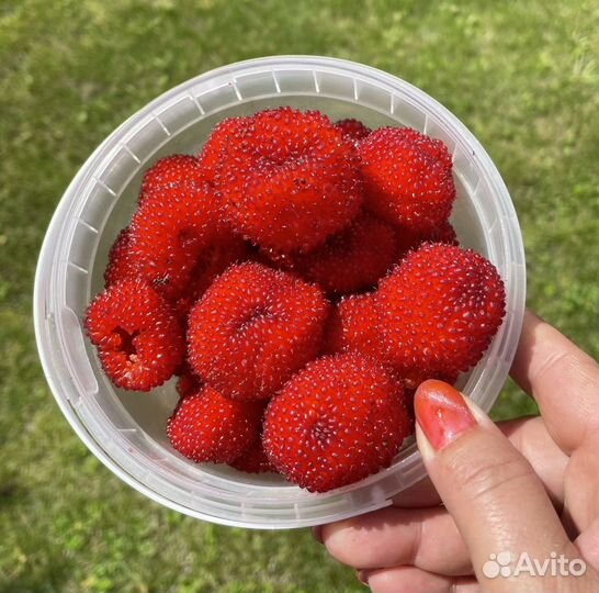 Малина тибетская или розолистная