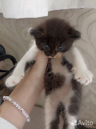 Отдам котенка в добрые руки