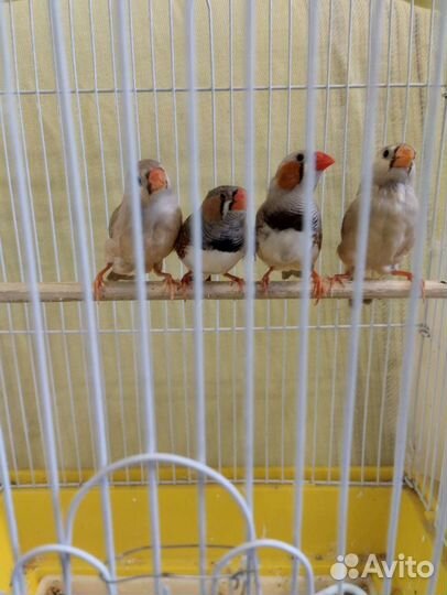 Молодые зебровые амадины