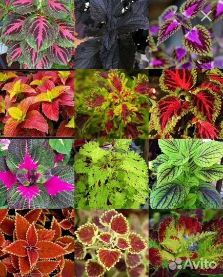 Колеусы вегетативные