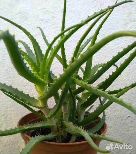 Комнатные цветы алоэ