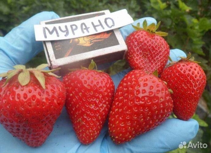 Рассада клубники Мурано(рем),Чамора Туруси