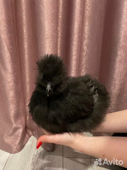 Ин. яйцо, цыплята Китайских шёлковых