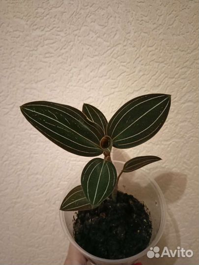 Орхидея лудизия