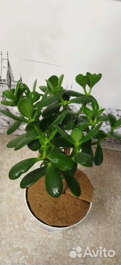 Фикус бенджамина