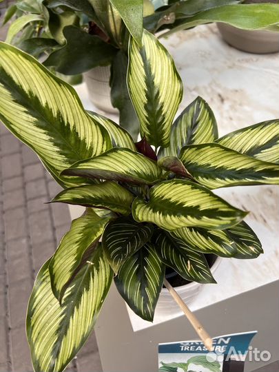 Калатея разные сорта