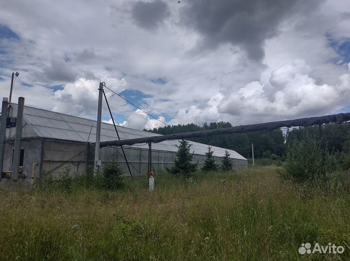 Тепличное хозяйство в аренду
