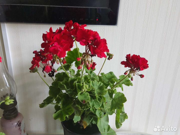 Пеларгония герань